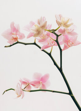 Elegant orchid stem 