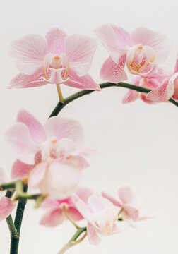 Phalaenopsis  orchid blossoms and stems