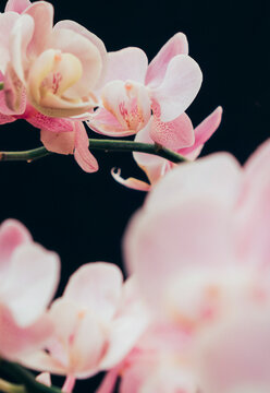 Orchid flowers on black