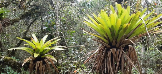 Plants and flowers found in Ibitipoca State Park, Minas Gerais