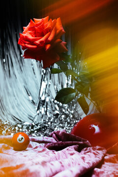 A holiday card with a red rose.