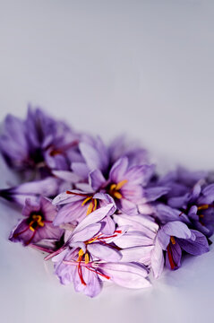 saffron petals on a sunbeam on a white background