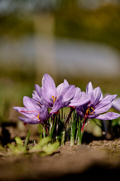 saffron flowers on a sun ray