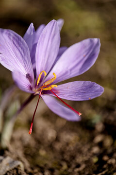 saffron flower