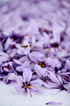 lots of saffron flowers