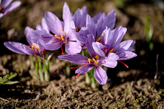 close up saffron flowers