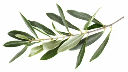 Poster Isolated green olive branch on white background © Zaleman