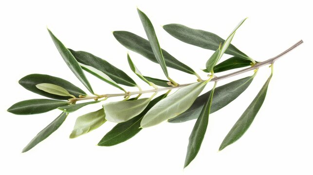 Isolated green olive branch on white background