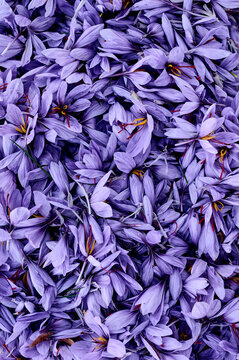 saffron flowers