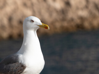 gaviota