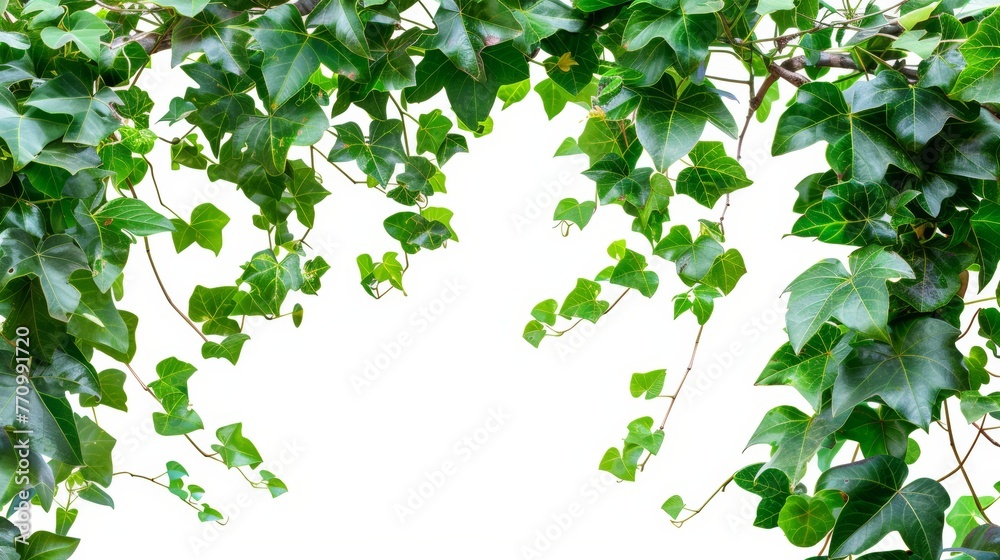 Poster cayratia trifolia, three-leaved bush vine, nature frame jungle border with clipping path isolated on