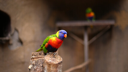 colorfull parrot