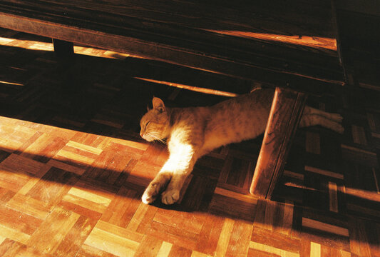 Orange Cat