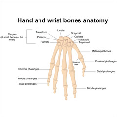 Hand and wrist bones anatomy