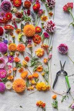 vibrant flat lay of flowers 