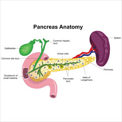 pancreas, spleen and gall bladder anatomy 