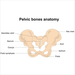 Pelvic bones anatomy