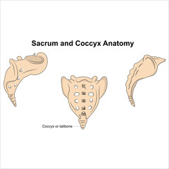 Sacrum and Coccyx Anatomy - obrazy, fototapety, plakaty