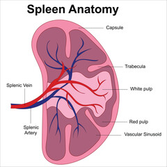 spleen anatomy