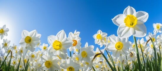 A beautiful meadow filled with white flowers featuring yellow centers, set against a vibrant blue sky, creating a stunning natural landscape - obrazy, fototapety, plakaty