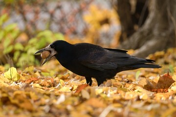 common raven