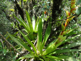 Obraz premium Plants and flowers found in Ibitipoca State Park, Minas Gerais