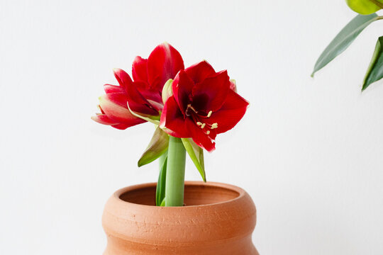 Cozy home details: red flower with red clay flower pot