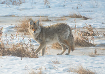 Coyote in the snow