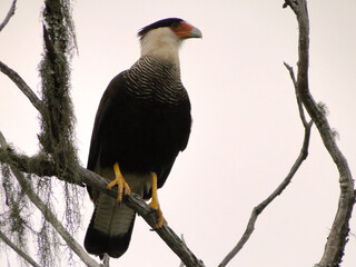 Carcará at Ponte de Pedra, in the Ibitipoca state park, Minas Gerais, Brazil.