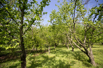 Picentine mountains, panorama with hazelnut trees in bloom