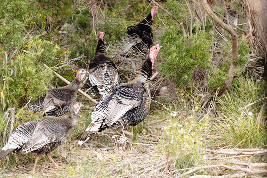 wild turkey