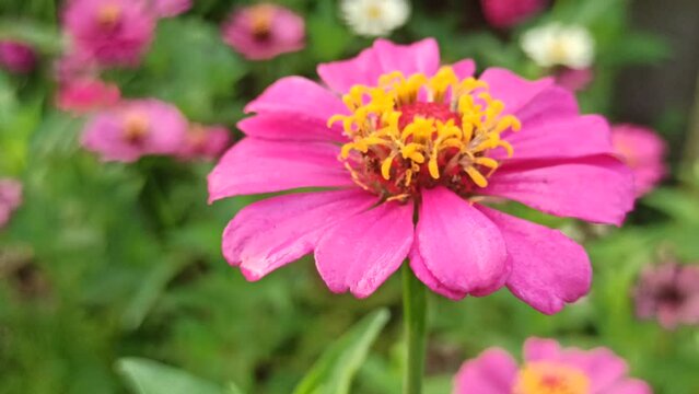 beautiful zinnia flower in the garden