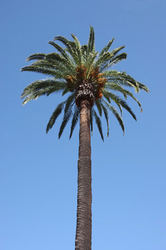 Tall Phoenix palm tree under blue sky