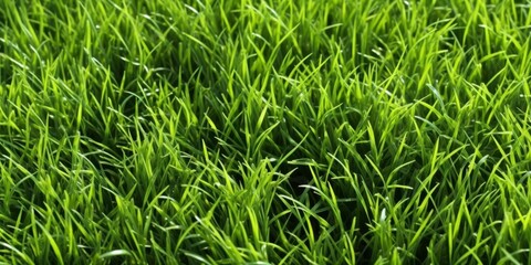 Obraz premium Close-up image of fresh spring green grass. Green grass background, texture, top view