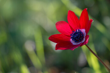 A poppy anemone flower with  red color. Anemone coronaria. Selective focus.