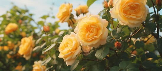 A flowering plant in the rose family, a bunch of yellow roses are growing on a tree. These annual plants have beautiful petals that can be used for flower arranging or enjoyed in a vase