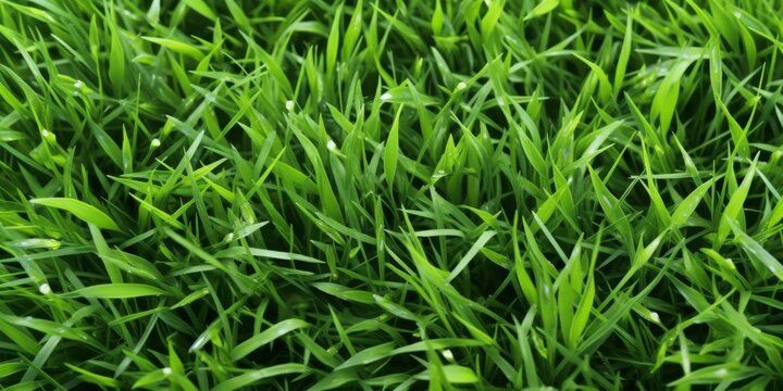 Close-up image of fresh spring green grass. Green grass background, texture, top view