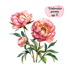 Peonies flowers and leaves isolated on white background. Watercolor hand drawn peony illustration for design. EPS 10