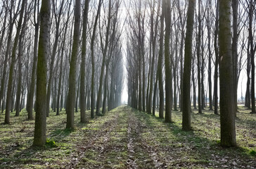 forests and trees. Photos of natural areas.