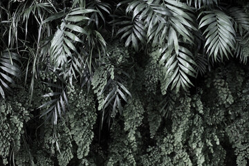 Light and shadow Wall with tropical plants. Nature black and white grunge background. - 771011156