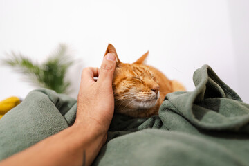 Hands of a man stroking a ginger cat on a green blanket