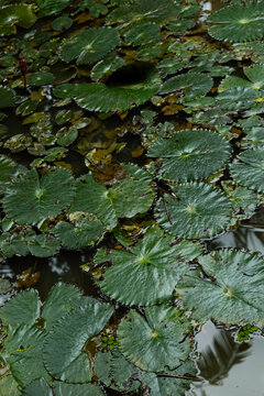 Lily Pads Floating on a Peaceful Pond