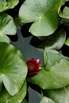 A Serene Pond with Lily Pads