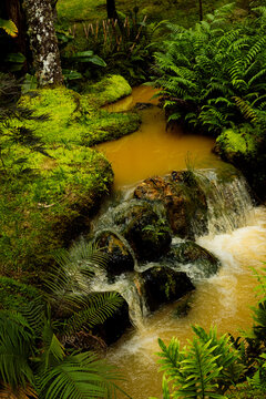 A Serene Stream Flowing Through a Lush Forest