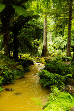A Serene Stream Flowing Through a Lush Forest