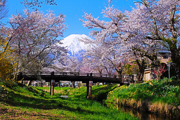 忍野村　満開のソメイヨシノと富士山 © Tozawa