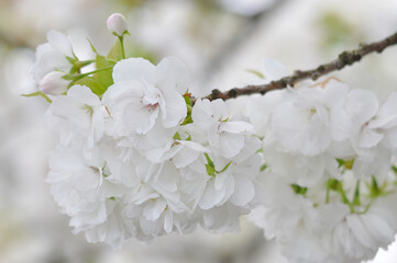white sakura or cherry blossom