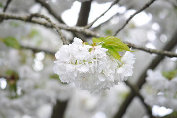 white sakura or cherry blossom