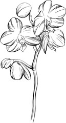 Orchid floral botanical flowers hand drawn. Wild spring leaf wildflower isolated. Black and white engraved ink art. Isolated orchid illustration element on white background.