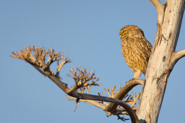 Mochuelo europeo en una rama de ágave
